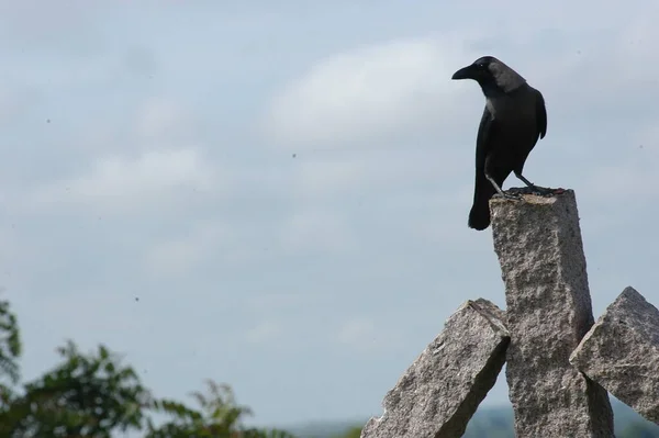 Uccello Corvo Indiano Natura — Foto Stock