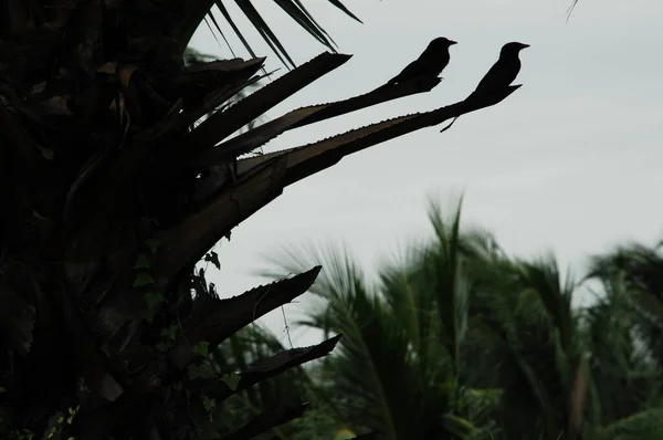 Pták Indické Vrány Přírodě — Stock fotografie