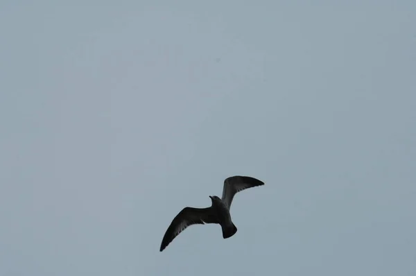 Bird Indian Crow Nature — Stock Photo, Image