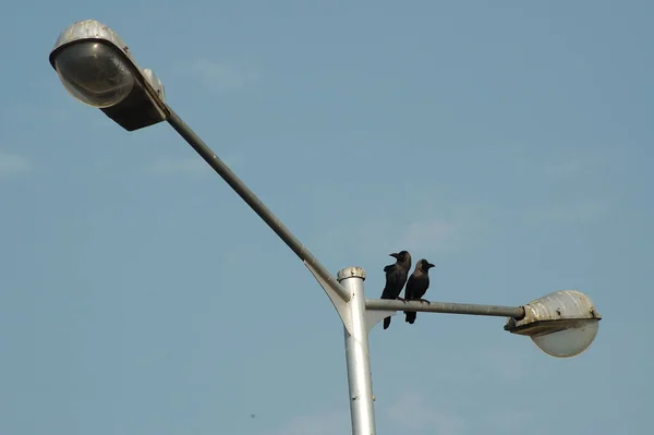 Pássaro Corvo Indiano Natureza — Fotografia de Stock
