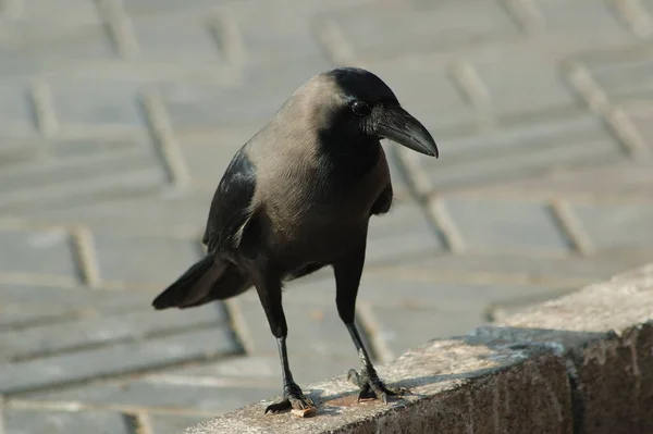 Bird Indian Crow Nature — Stock Photo, Image