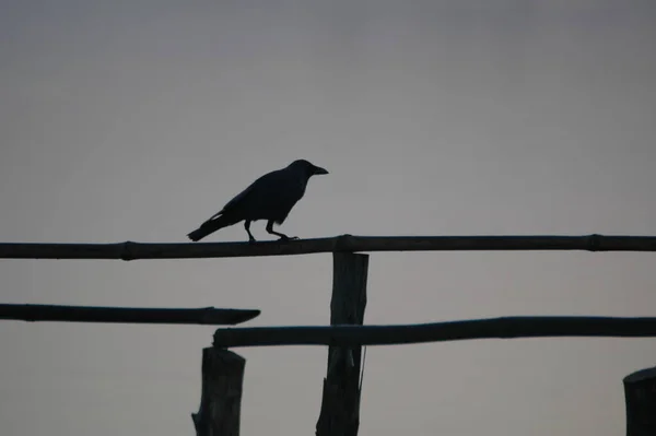 Uccello Corvo Indiano Natura — Foto Stock