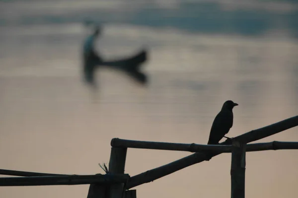 自然界中的鸟 印第安乌鸦 — 图库照片