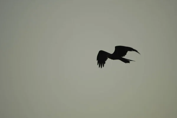 Пташиний Індійський Ворон Природі — стокове фото