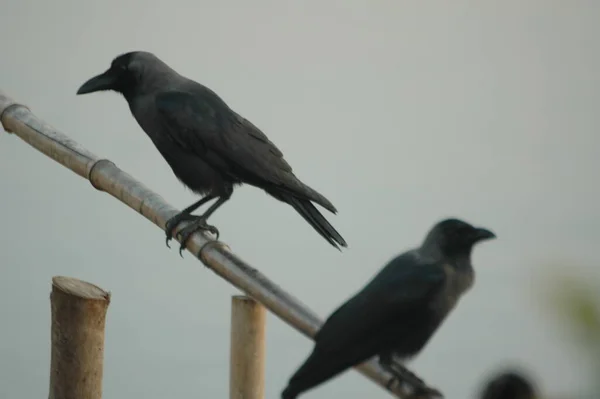 Oiseau Corbeau Indien Dans Nature — Photo