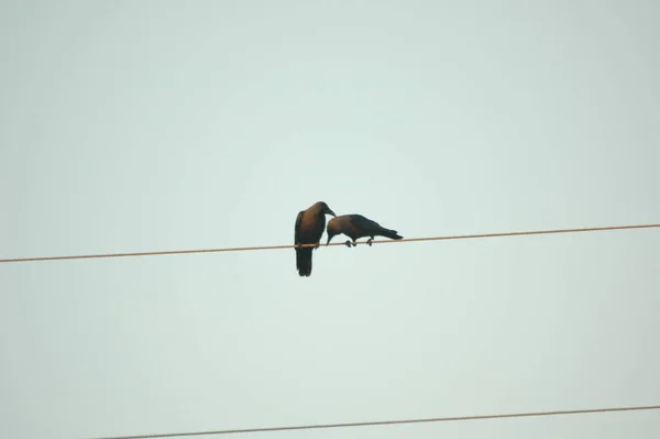 Птичий Индийский Ворон Природе — стоковое фото