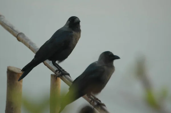 Птичий Индийский Ворон Природе — стоковое фото