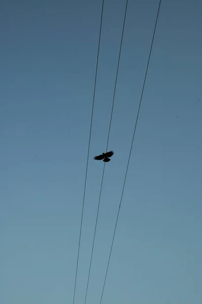 Doğadaki Kuş Kızılderili Kargası — Stok fotoğraf