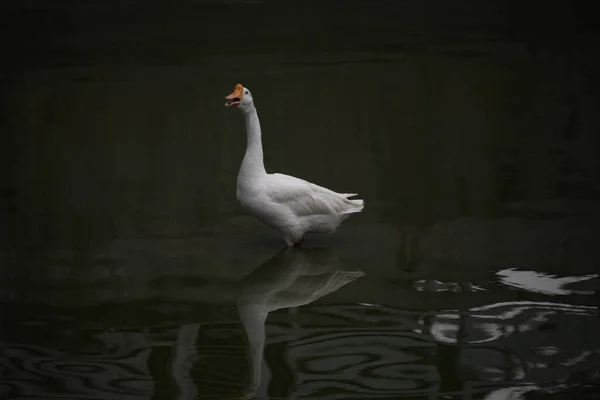 Ducks Water — Stock Photo, Image