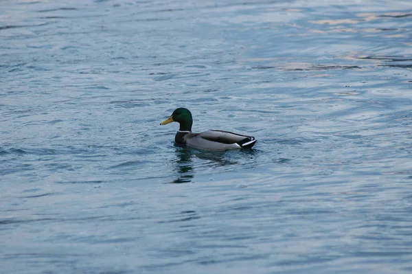 倒入水中的鸭子 — 图库照片