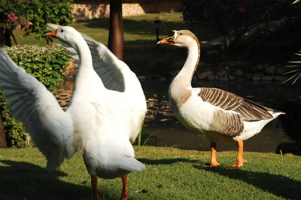 Cisnes Jardín — Foto de Stock