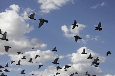 Gökyüzünde Uçan Güvercinler