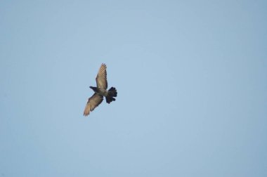 Gökyüzünde Uçan Güvercinler