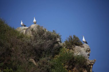 Tepedeki beyaz güvercin