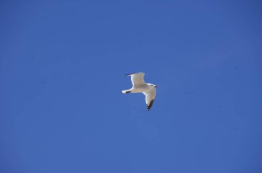 Beyaz bir güvercine yakın plan 