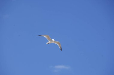 Gökyüzünde uçan beyaz güvercin