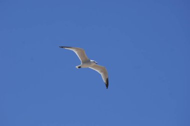 Gökyüzünde uçan beyaz güvercin