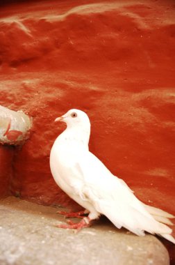 Beyaz bir güvercine yakın plan 