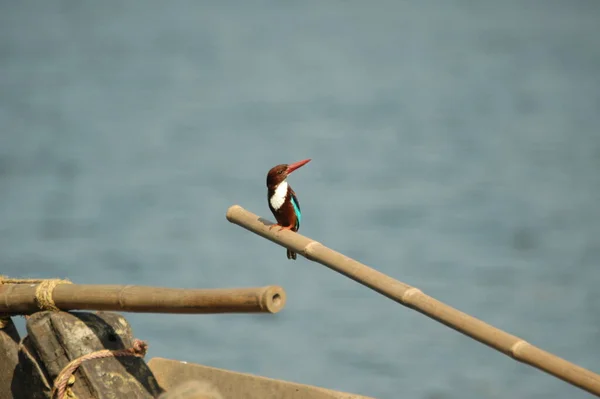 stock image Bird Kingfisher on the Boat