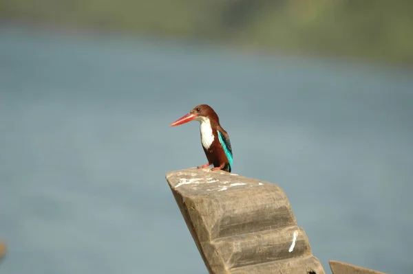 stock image Bird Kingfisher on the Boat