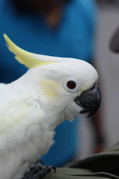 Papuga Klatce — Zdjęcie stockowe