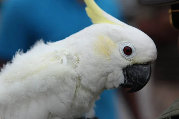 Papagaio Uma Jaula — Fotografia de Stock