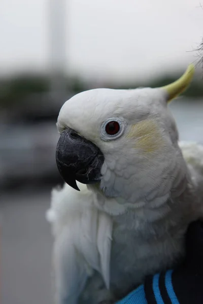 Папуга Клітці — стокове фото