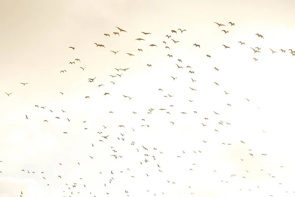 Porumbeii Zboară Într Cer — Fotografie, imagine de stoc
