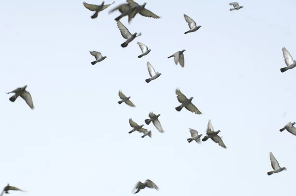 Tauben Fliegen Himmel — Stockfoto