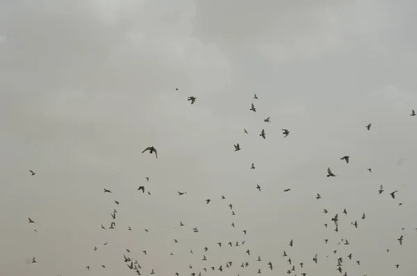 Pigeons Volant Dans Ciel — Photo