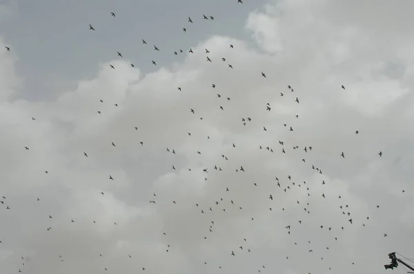 鸽子在天空中飞翔 — 图库照片