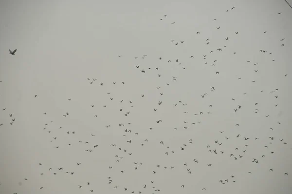 Pombos Voando Céu — Fotografia de Stock