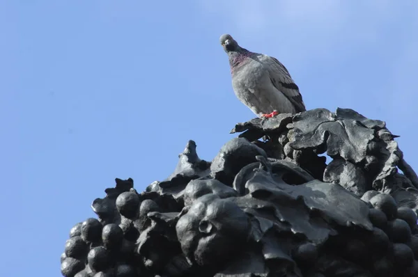 Pigeons Nourrissant Sur Place — Photo