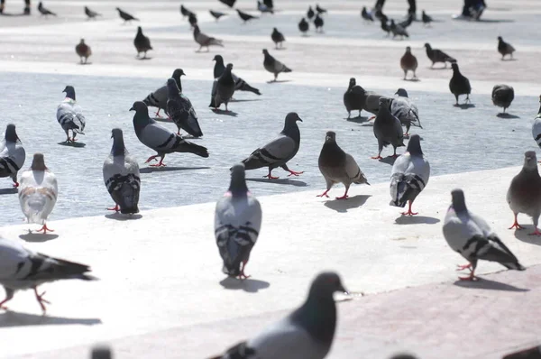 stock image Pigeons Feeding On The Square