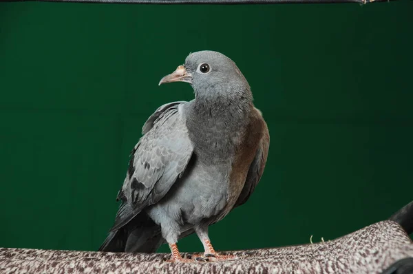 Pigeon Wall — Stock Photo, Image