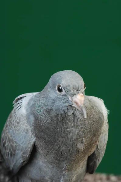 Pigeon Sur Mur — Photo