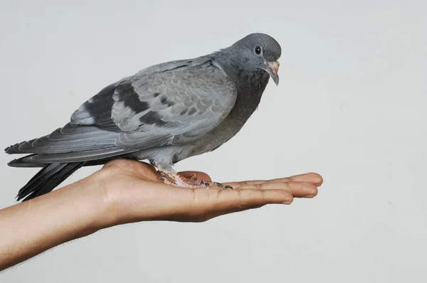 Pigeon Dans Une Main — Photo