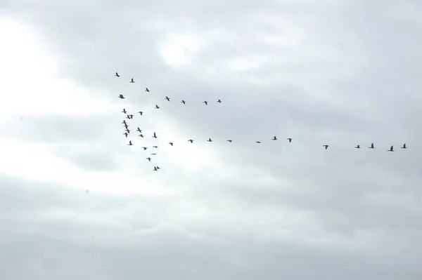 Pigeons Volant Dans Ciel — Photo