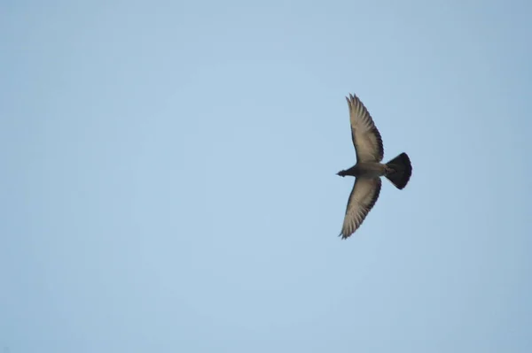 空を飛ぶ鳩 — ストック写真