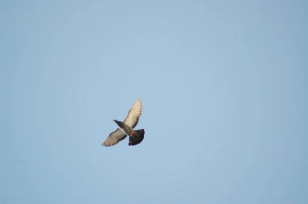 Gołębie Latające Niebie — Zdjęcie stockowe