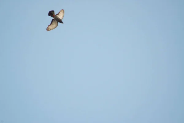 空を飛ぶ鳩 — ストック写真