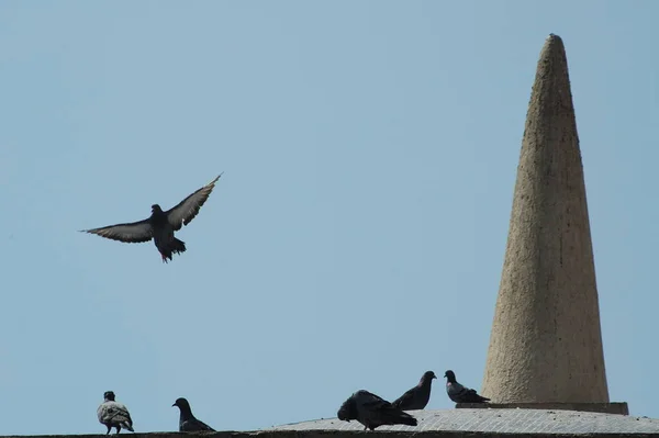 Pigeons Nourrissant Sur Place — Photo