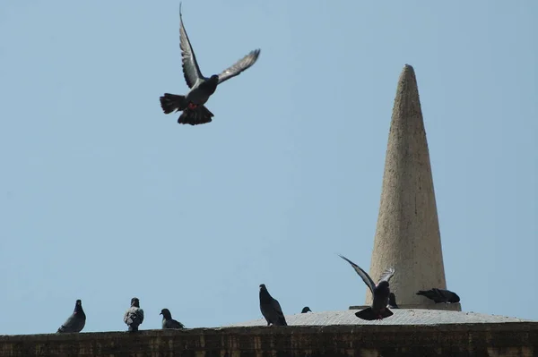 Tauben Fressen Auf Dem Platz — Stockfoto