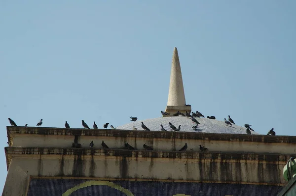 鸽子在广场觅食 — 图库照片