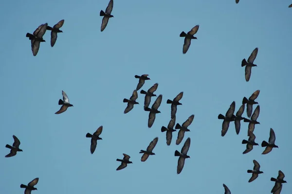 Pigeons Flying Sky — Stock Photo, Image