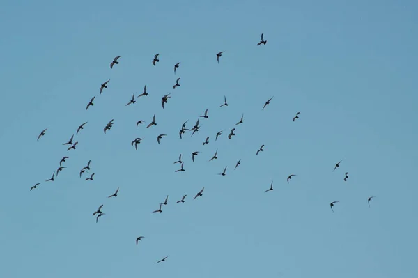 Tauben Fliegen Himmel — Stockfoto