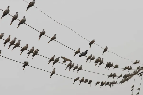 电缆上的鸽子 — 图库照片