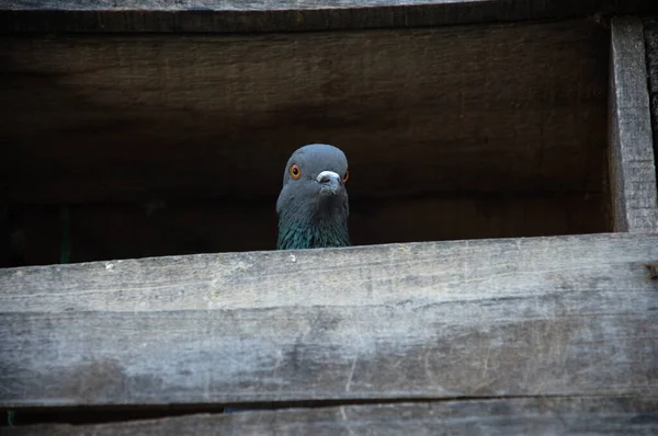 Pigeon Sur Mur — Photo