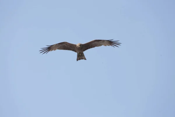 Eagle Flying Sky — Stock Photo, Image