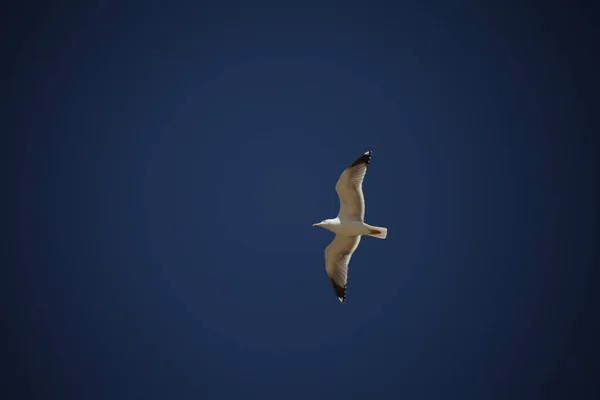 stock image White Pigeon flying in sky